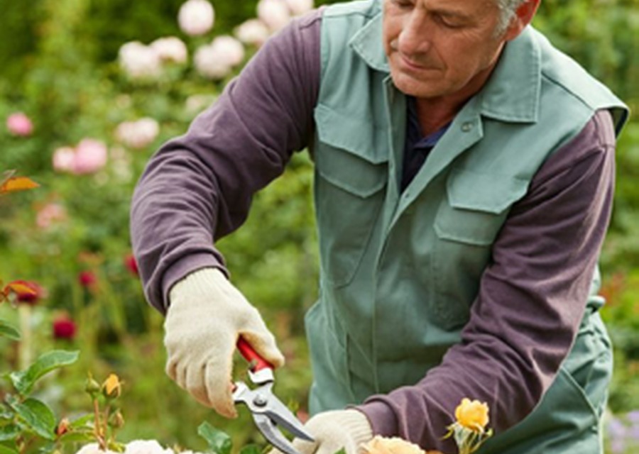 Trabajo de jardinería